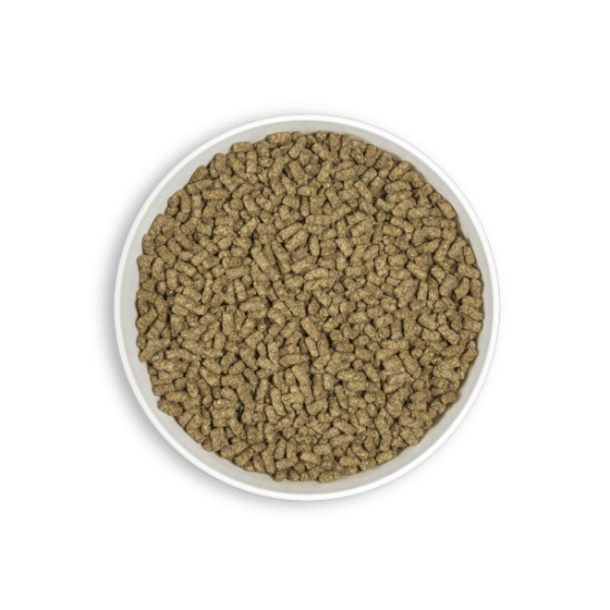 bol-alcobay-min-guinea pig-800x800